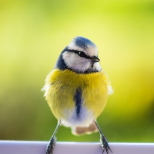 Bleu tit