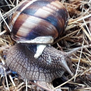 ESCARGOT