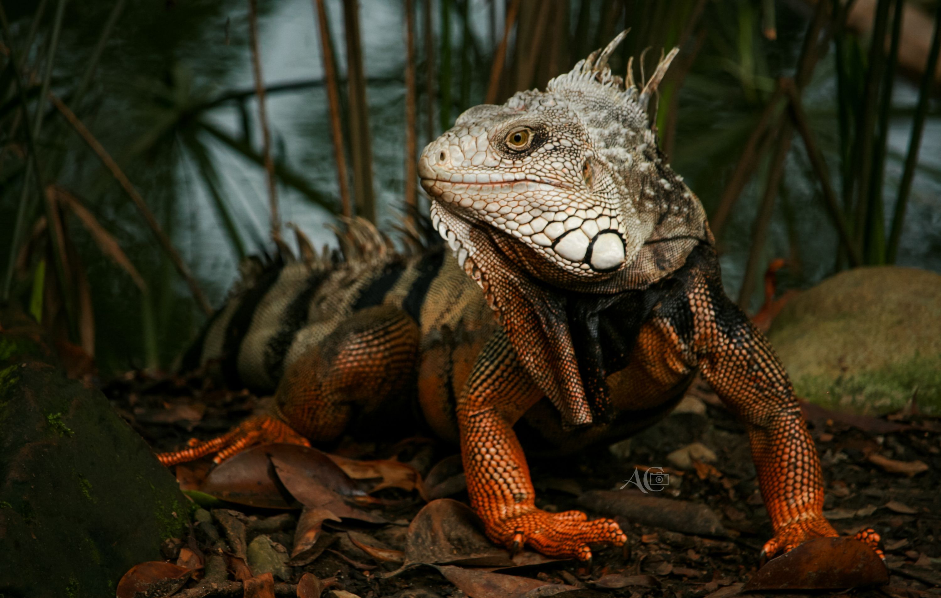 Iguana