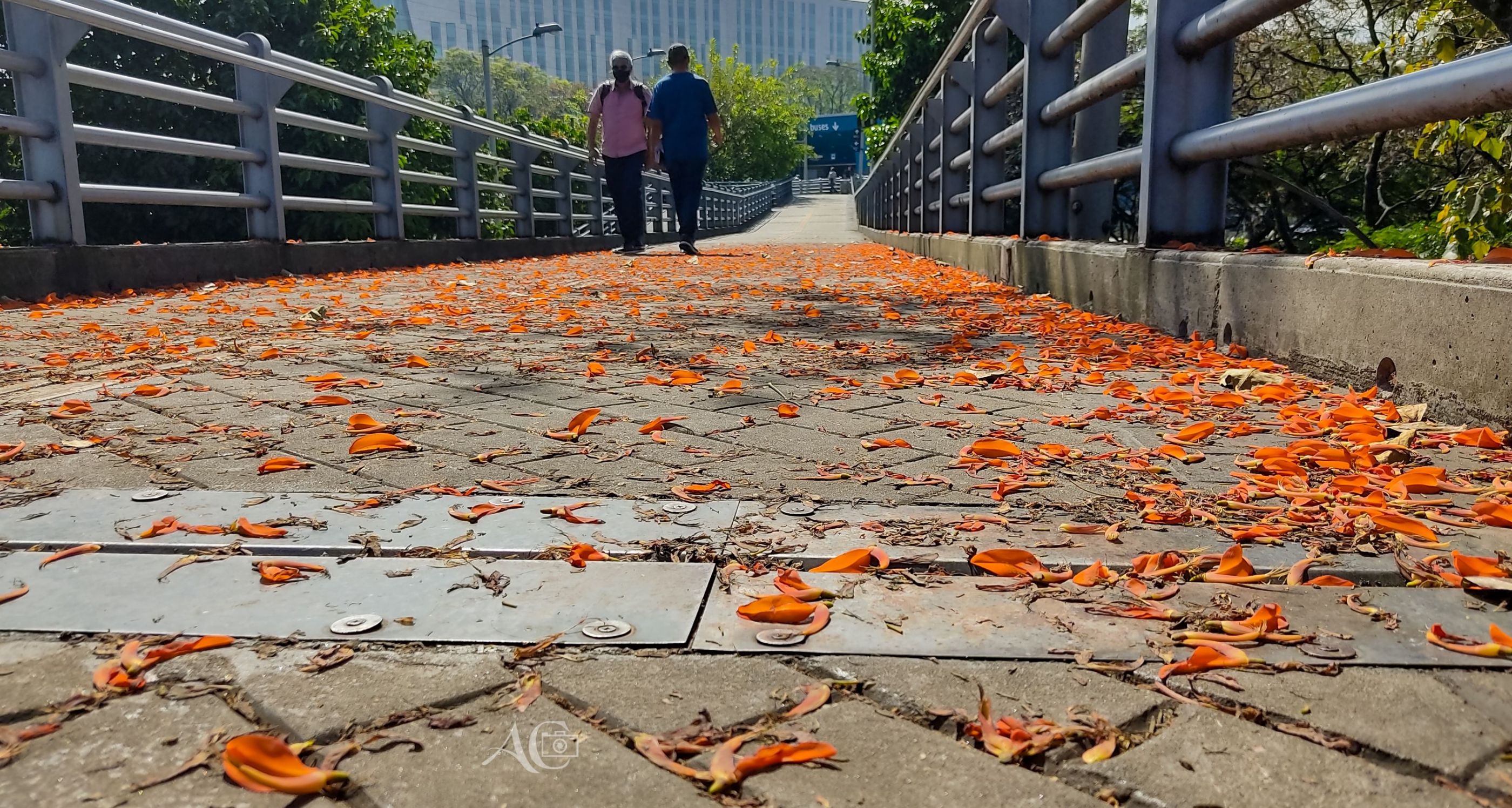 Alfombra Natural