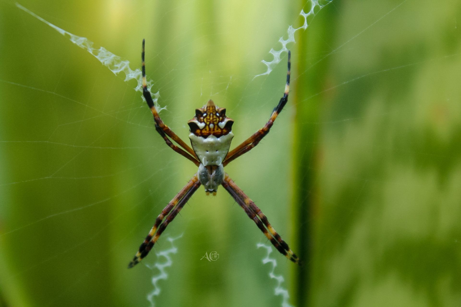 Araña Tigre