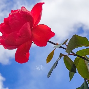 Rosa Medellinense