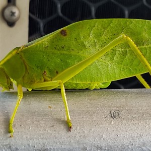 Saltamontes de Hoja