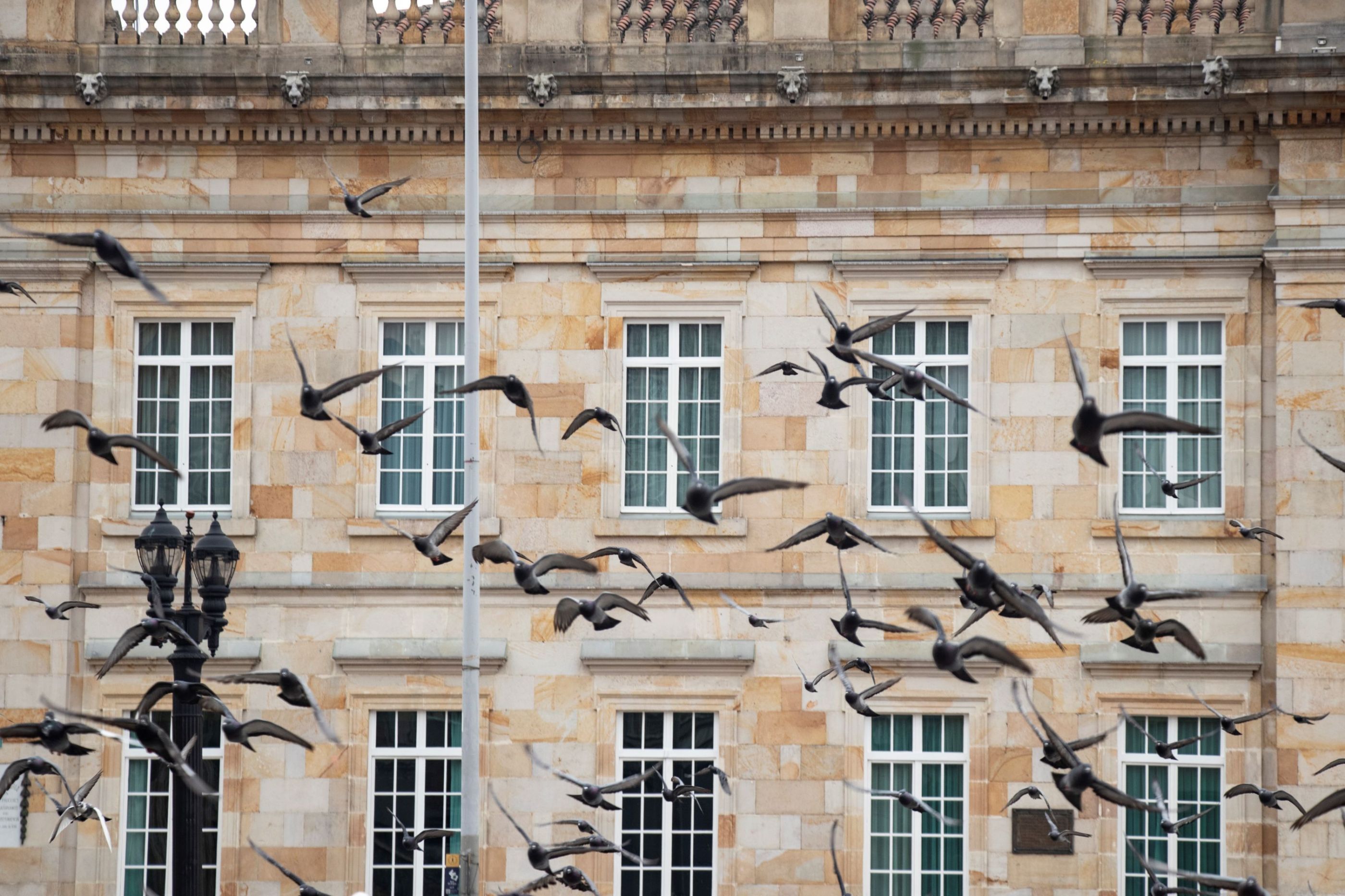 Aves volando