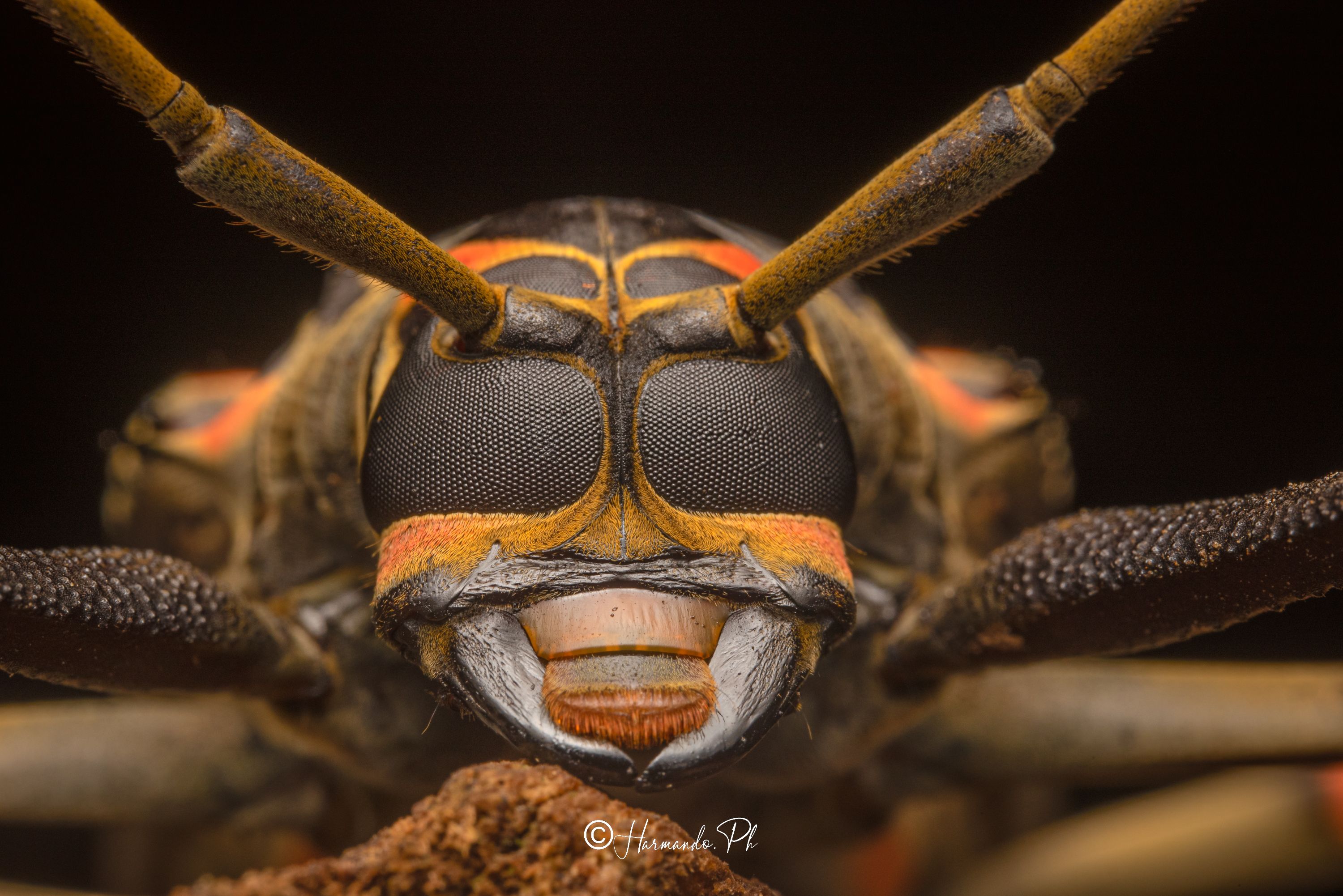 Escarabajo Arlequín, Amazonas, Colombia