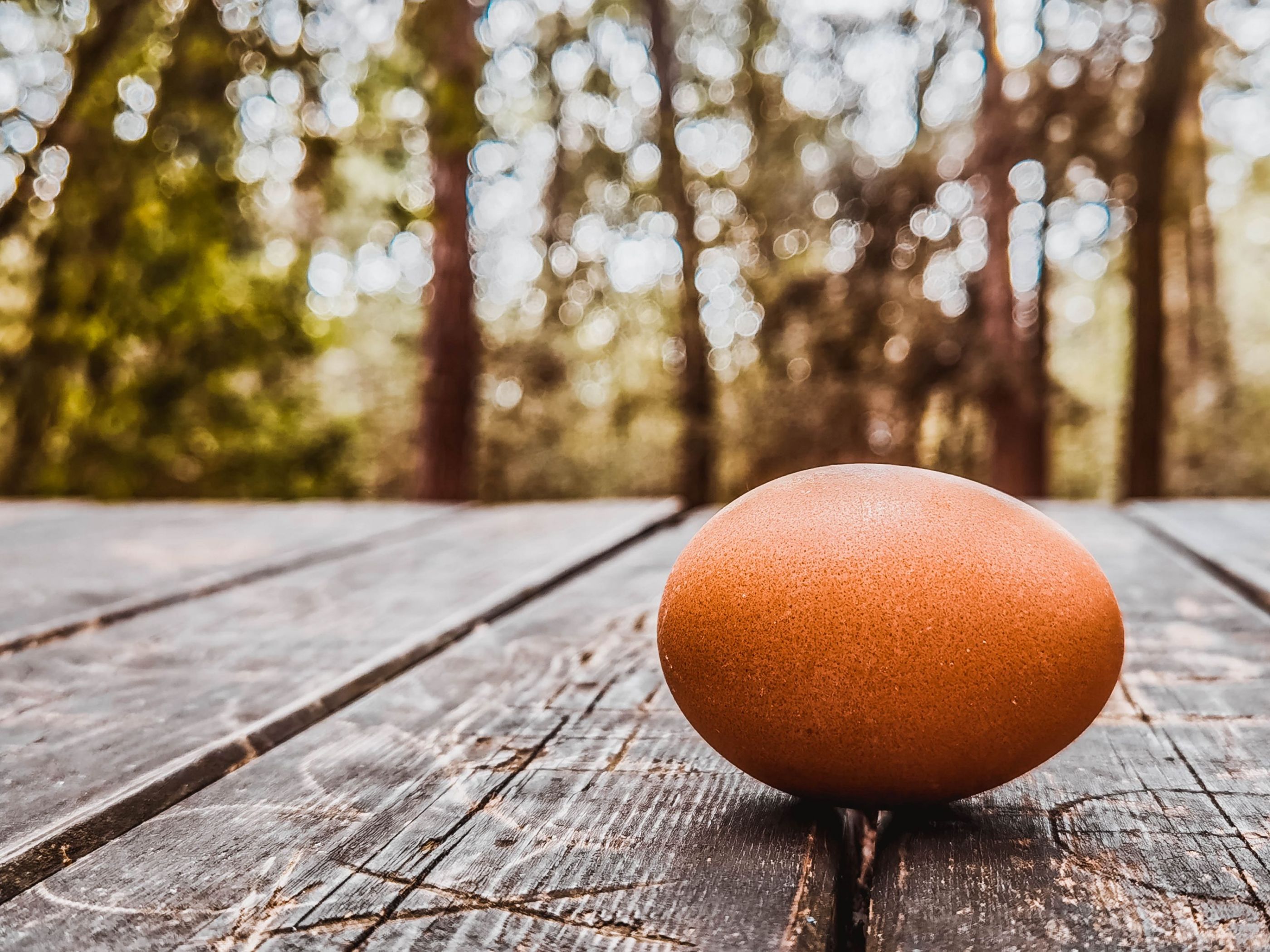 EGG