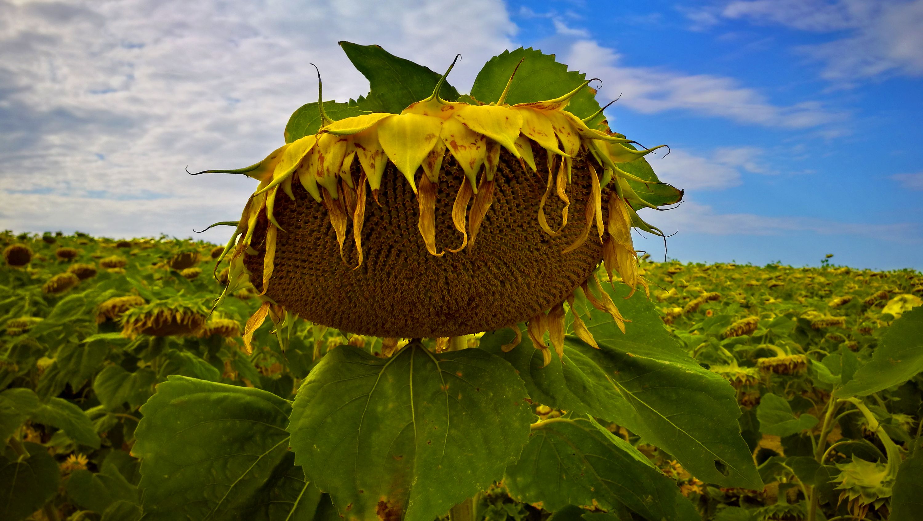 girasole