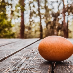 EGG