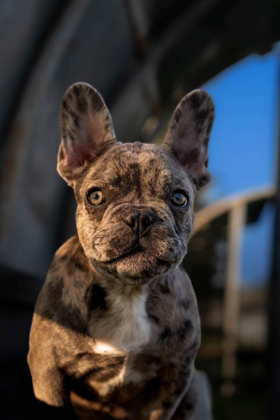 FB_IMG_1648739289253