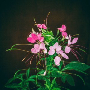 Cleome