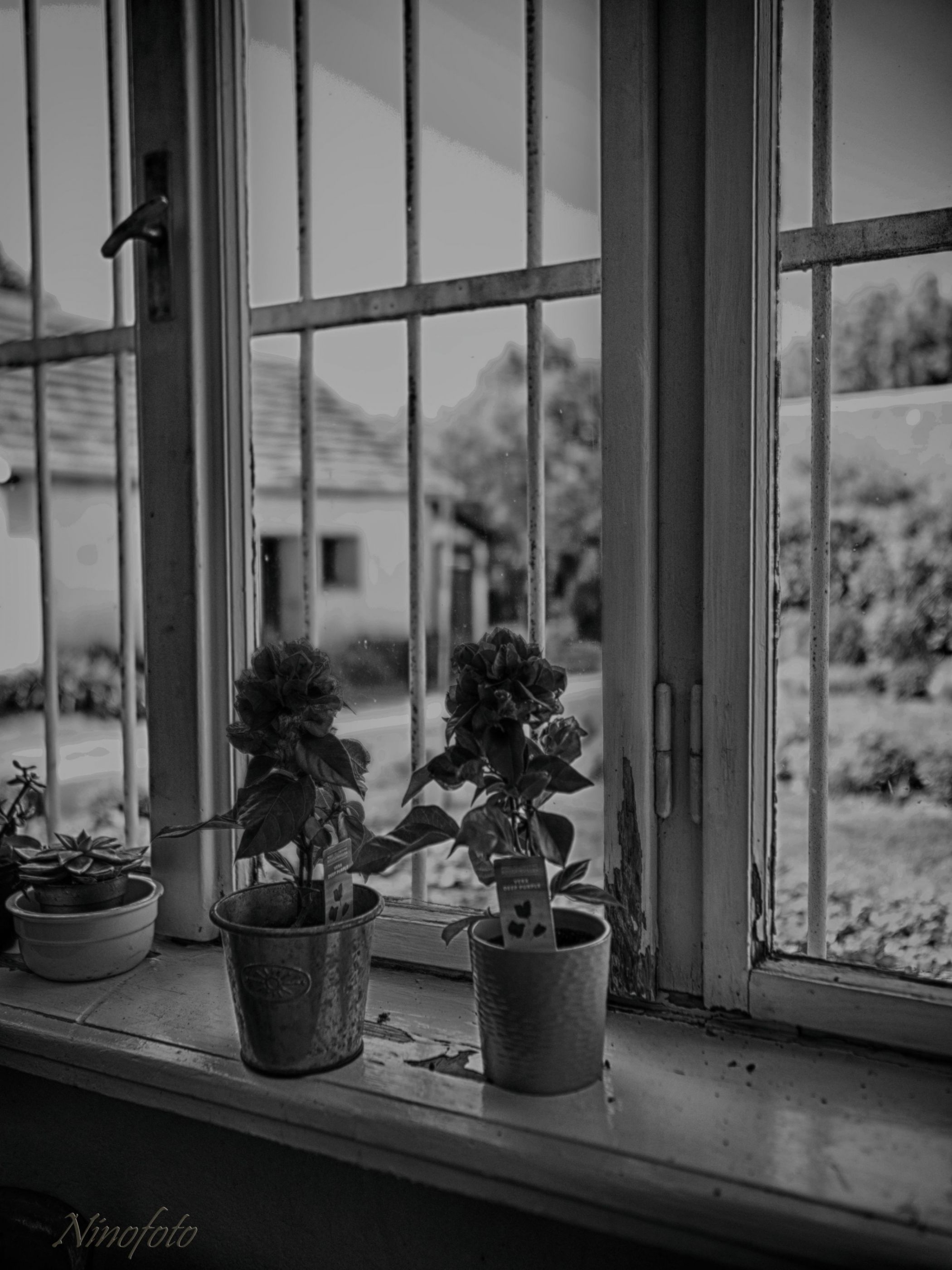 window