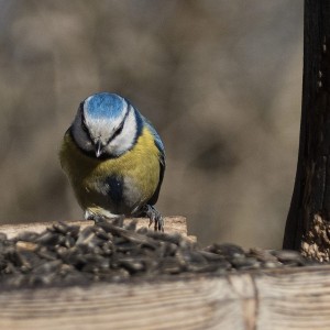 Parus caeruleus