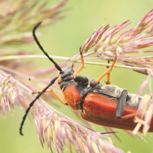 Stictoleptura rubra