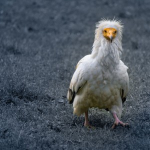 Pěší dravec
