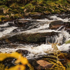 Šumava, Vydra