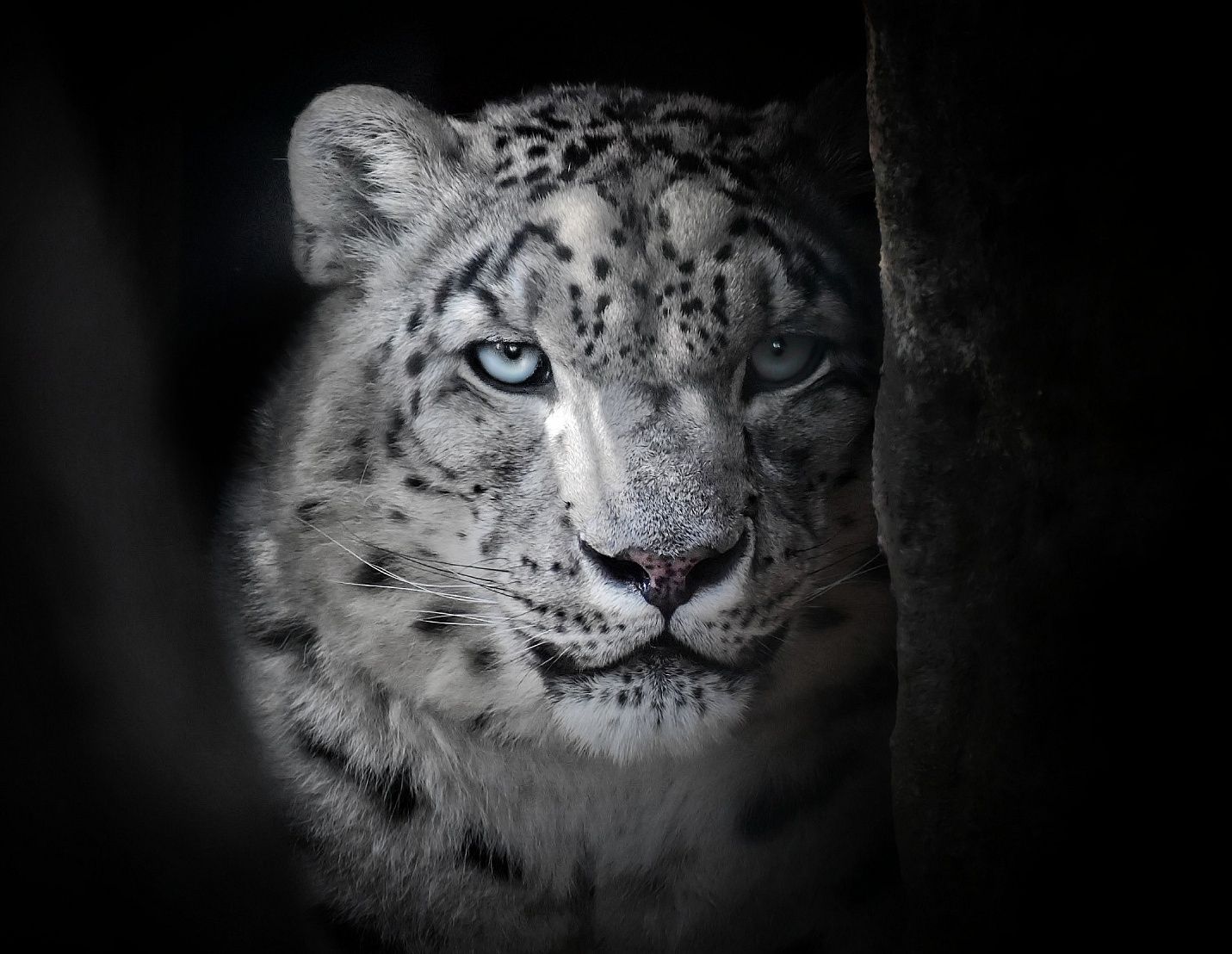 Levhart sněžný  - Irbis