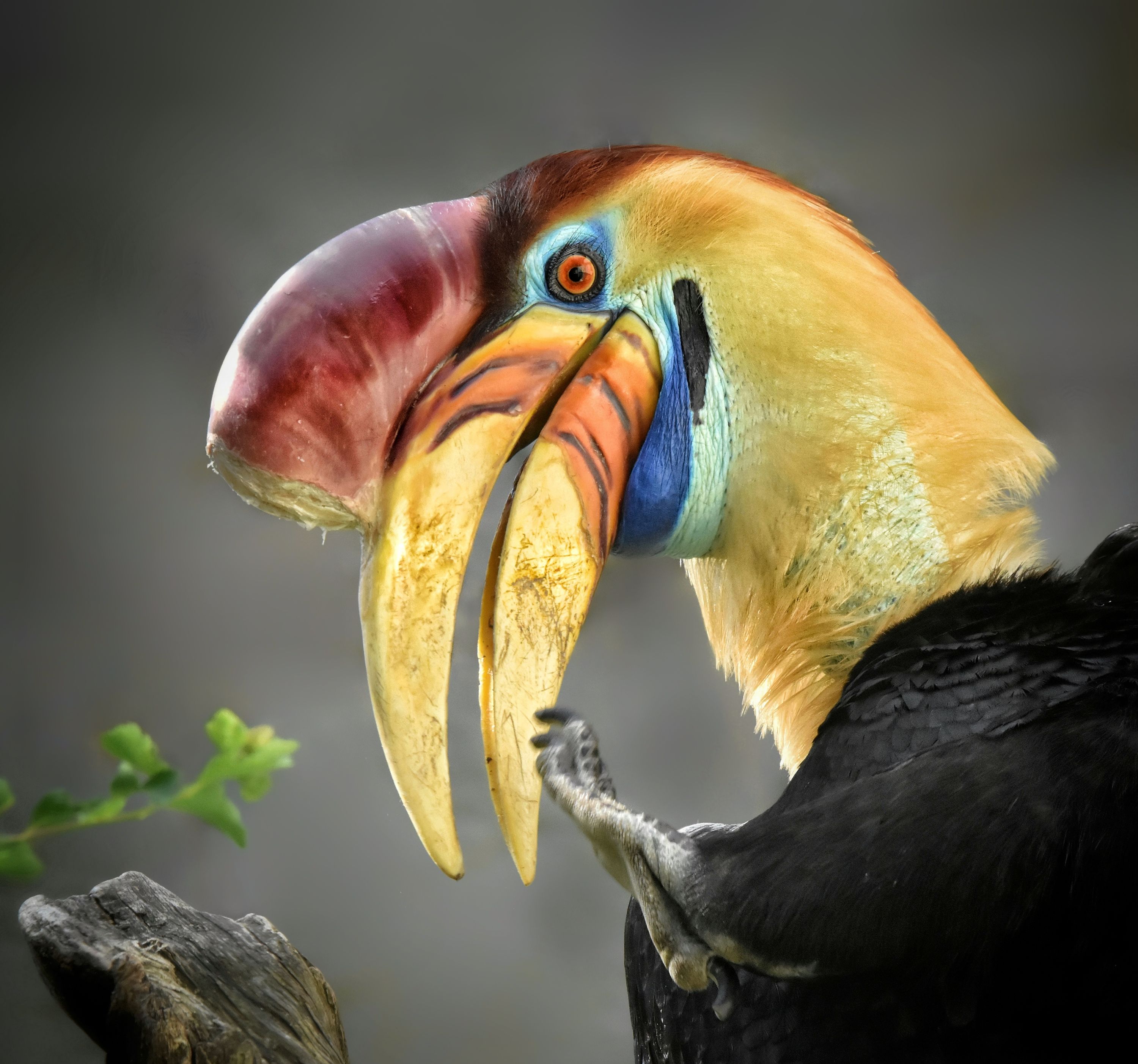 Zoborožec přilbový