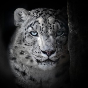 Levhart sněžný  - Irbis