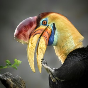 Zoborožec přilbový