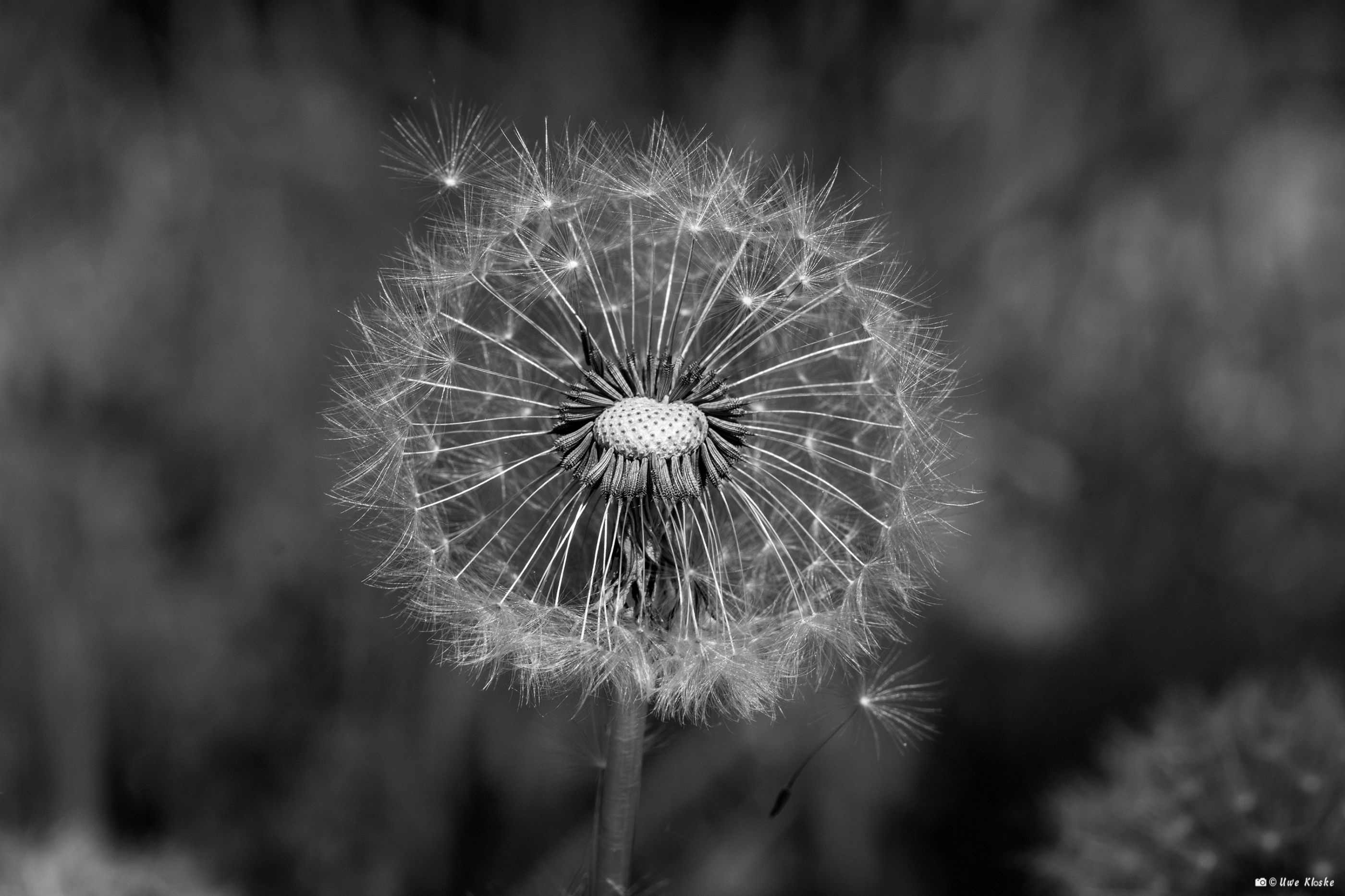 Pusteblume