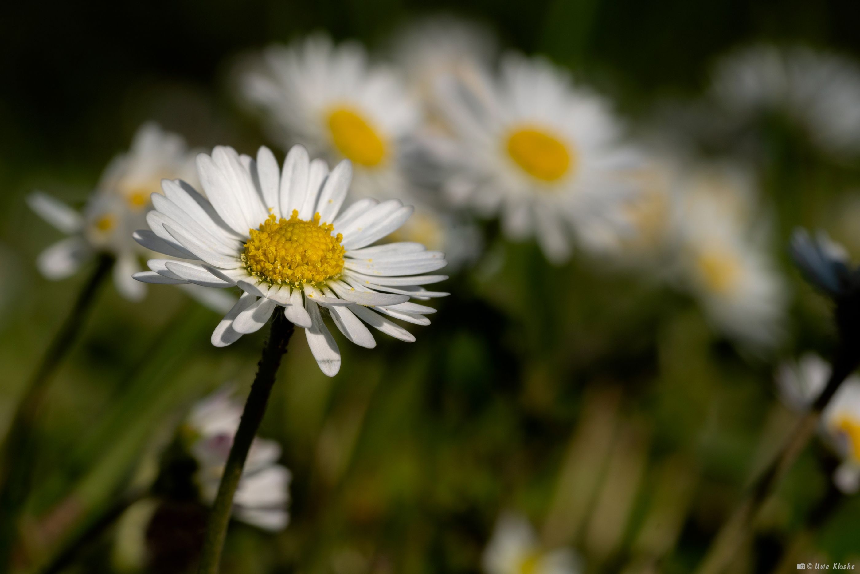 Gänseblümchen