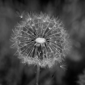 Pusteblume