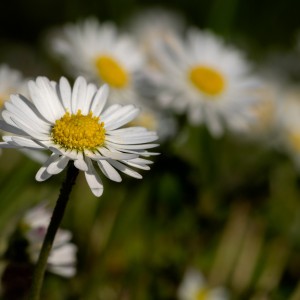 Gänseblümchen