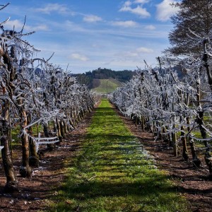 Frostschutz