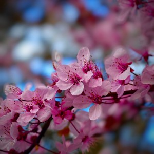 Sakura