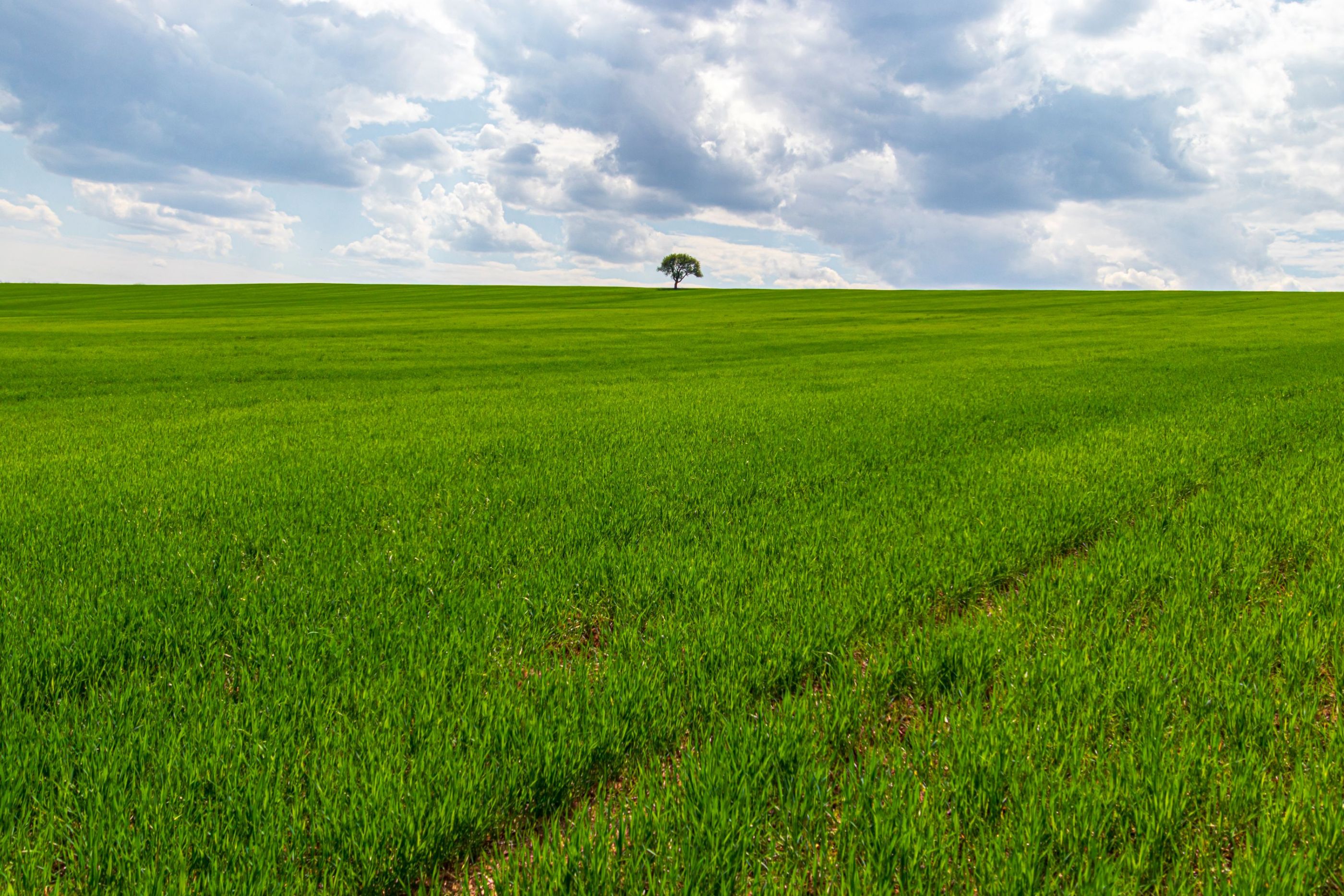 Single tree at field