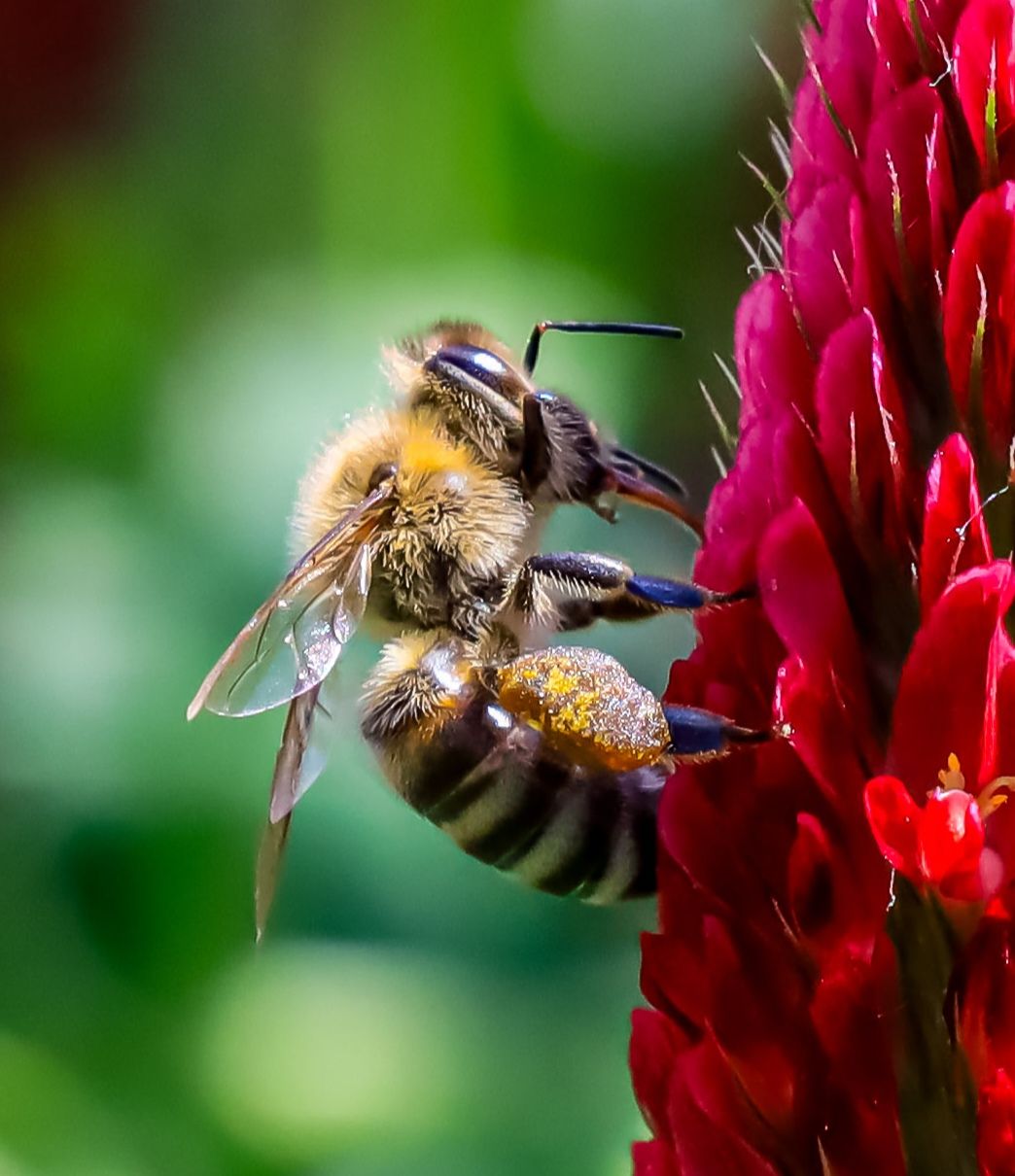 Honey bee