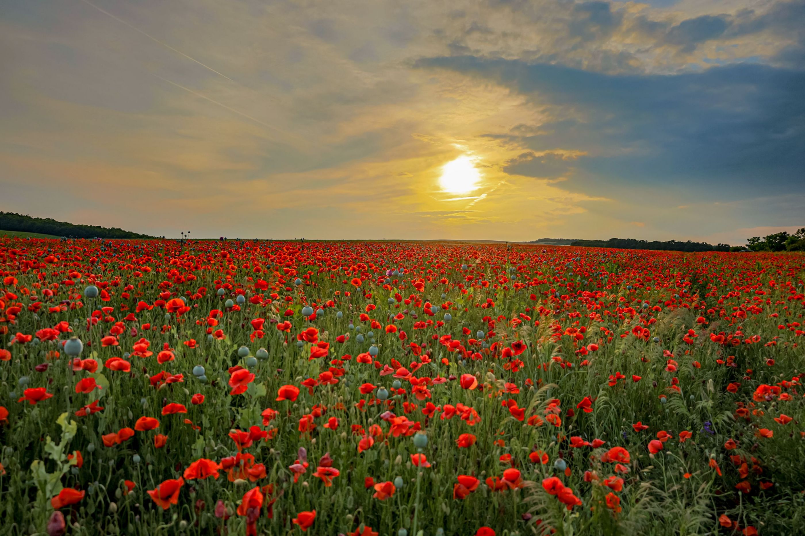 Red poppy field