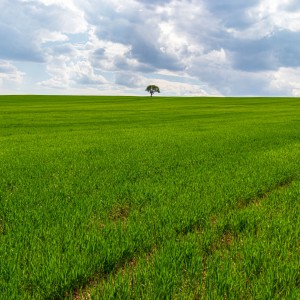 Single tree at field