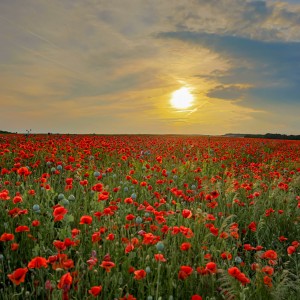 Red poppy field