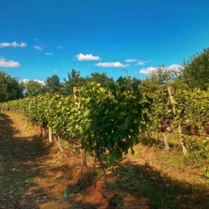 Vineyard