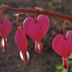 :: Bleeding Heart : Dicentra ::