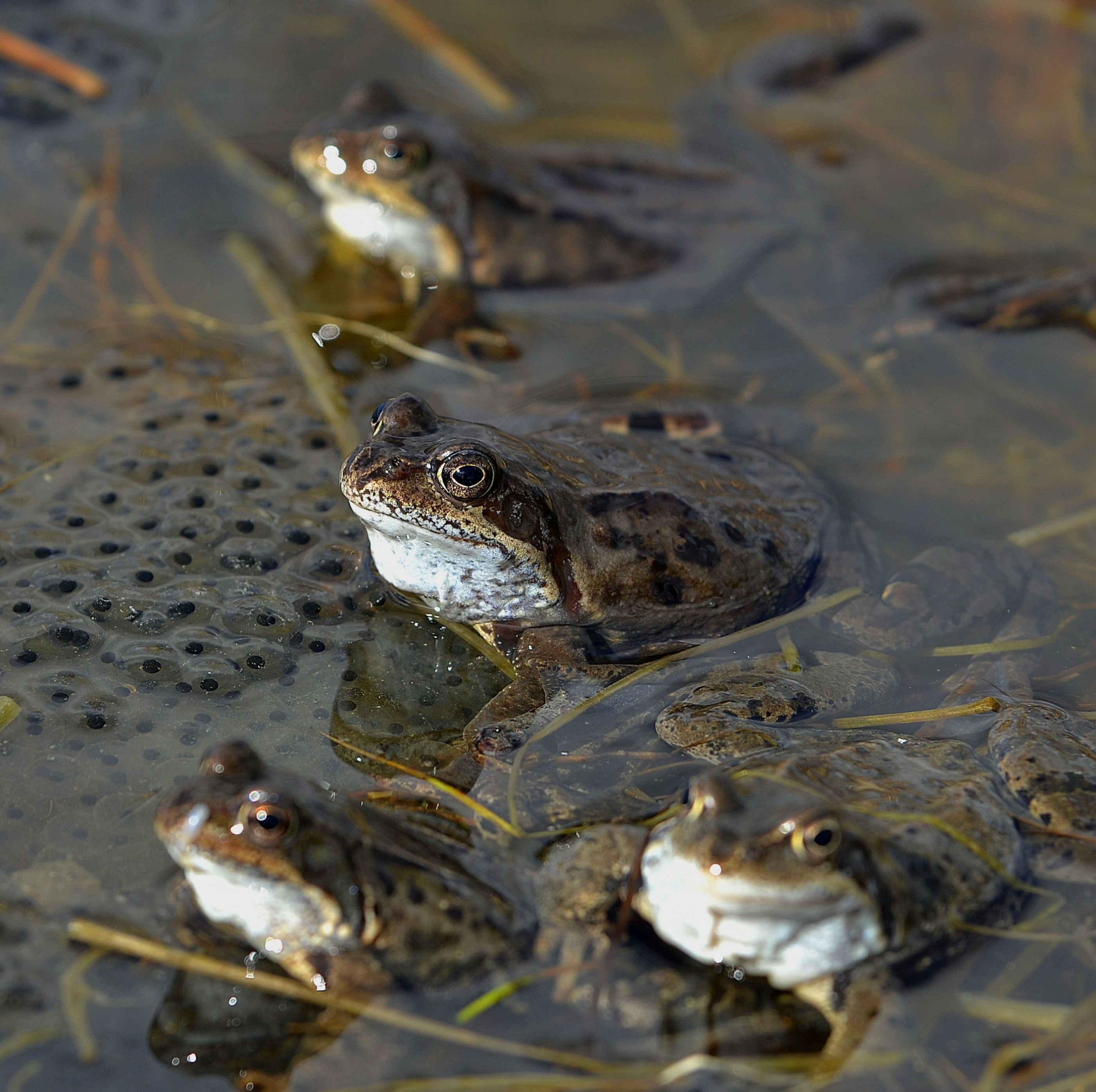 Frogs