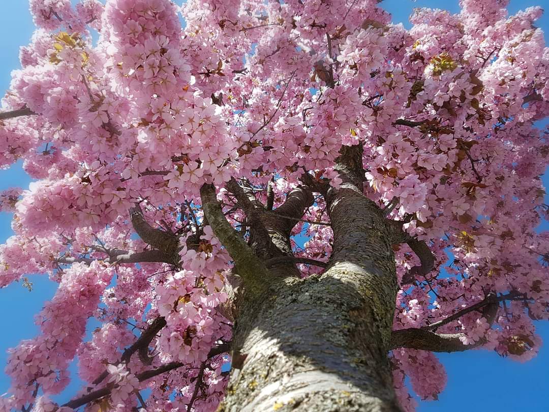 FB_IMG_9007175141783005980