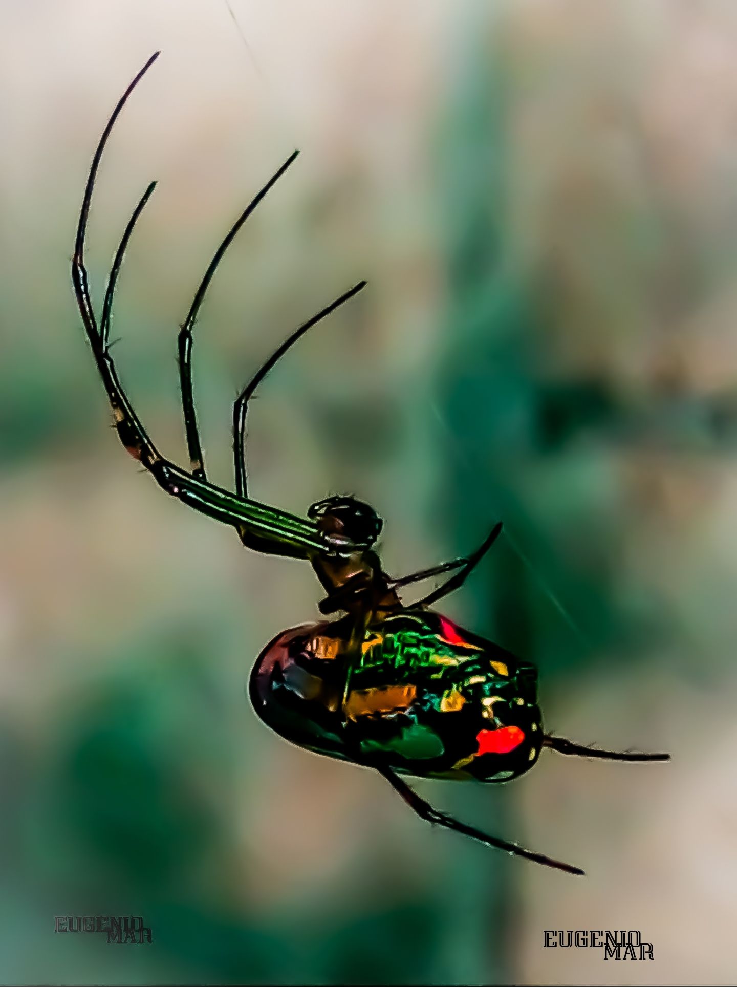 Araña de jardín.