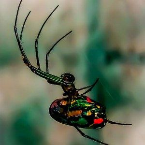 Araña de jardín.