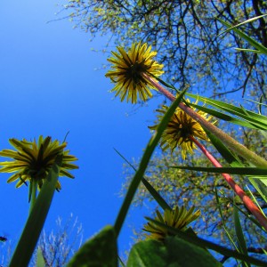 Dandelions