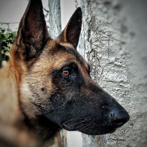 Guardián