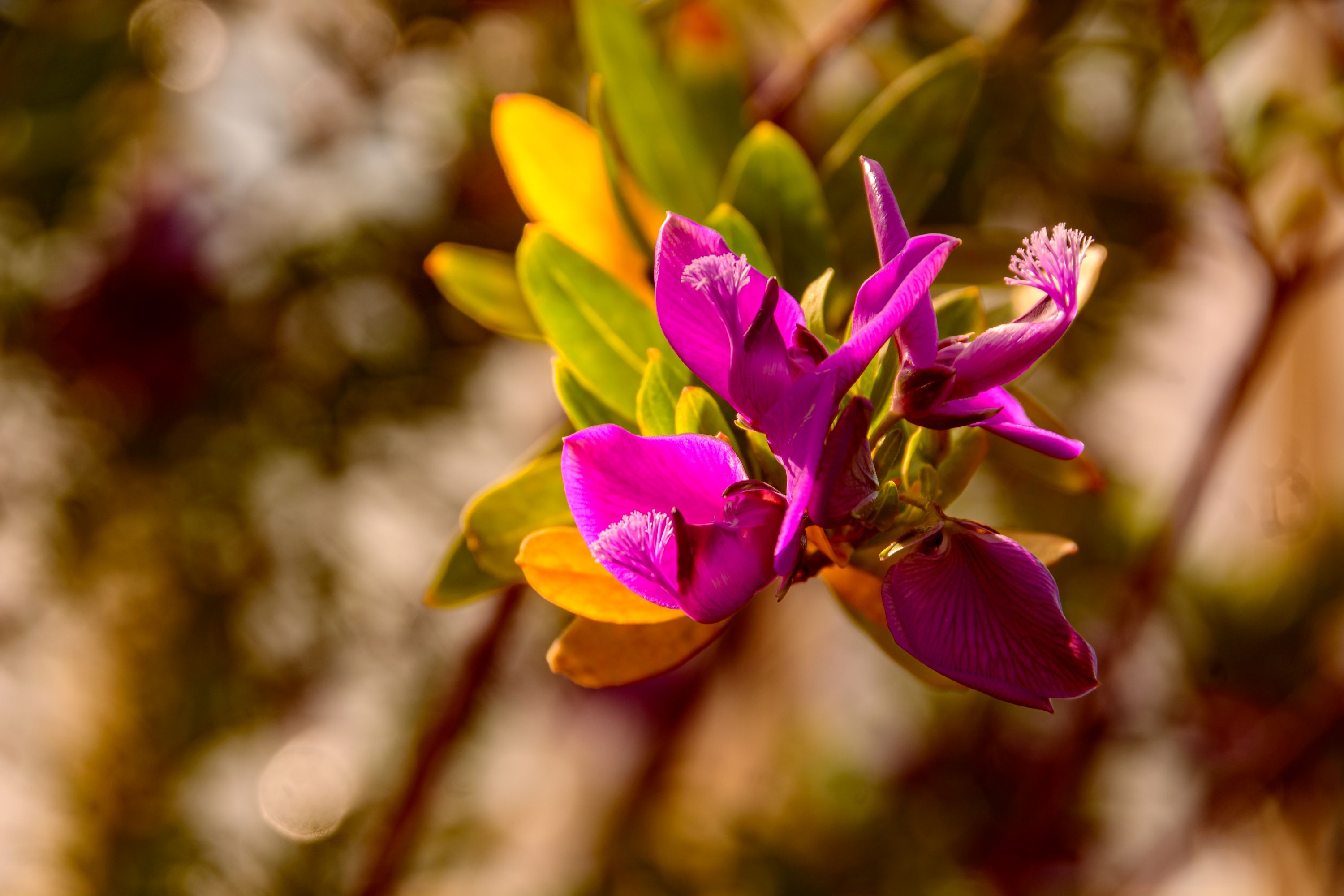 blüte