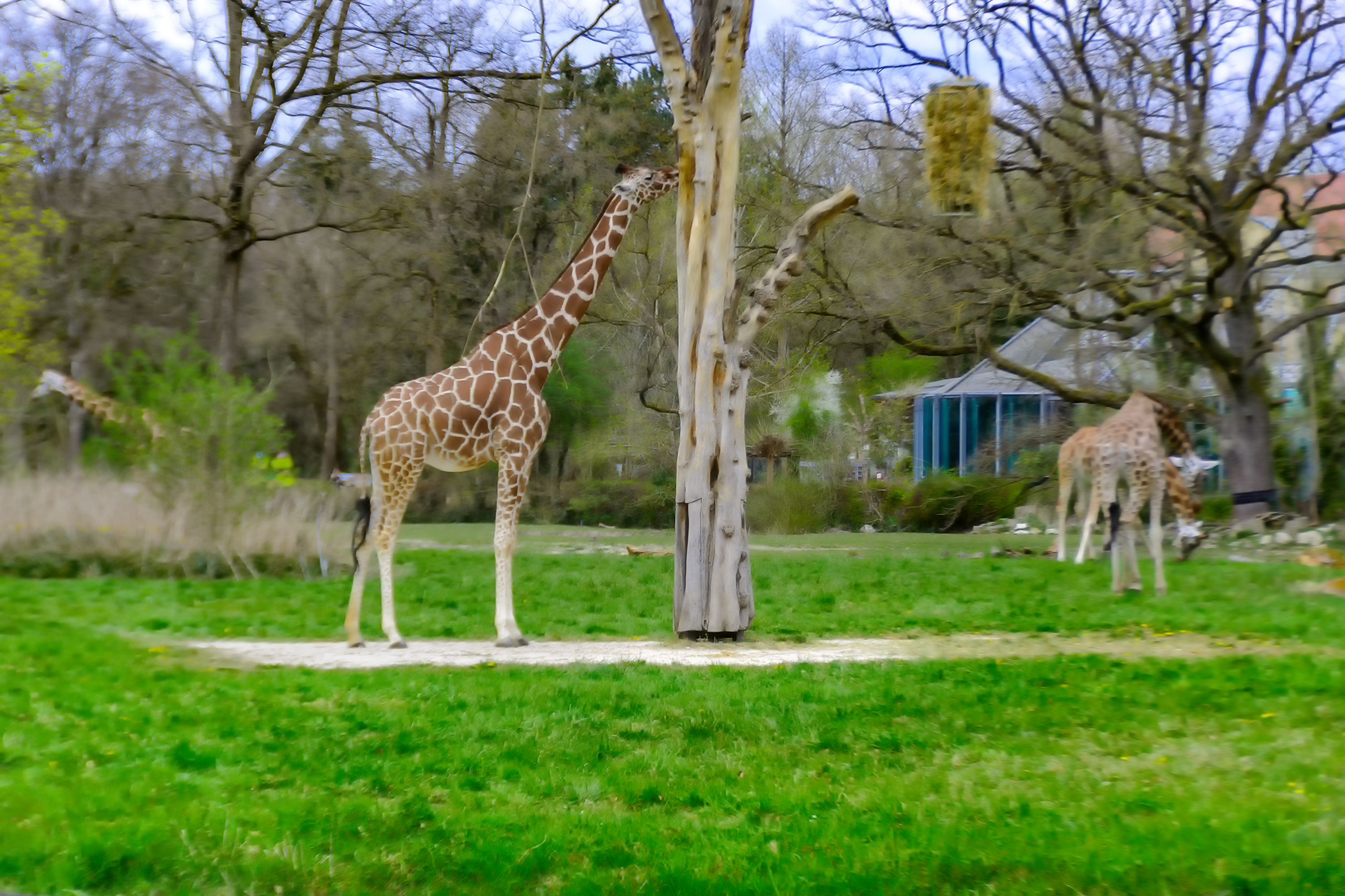 giraffe im Augsburger Zoo