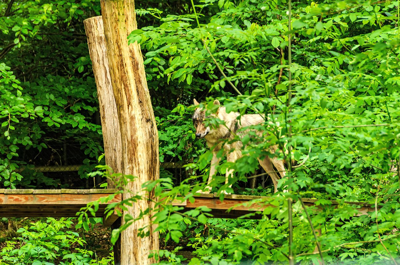 📸 Wolfssichtung im Grünen 🌲🐺
