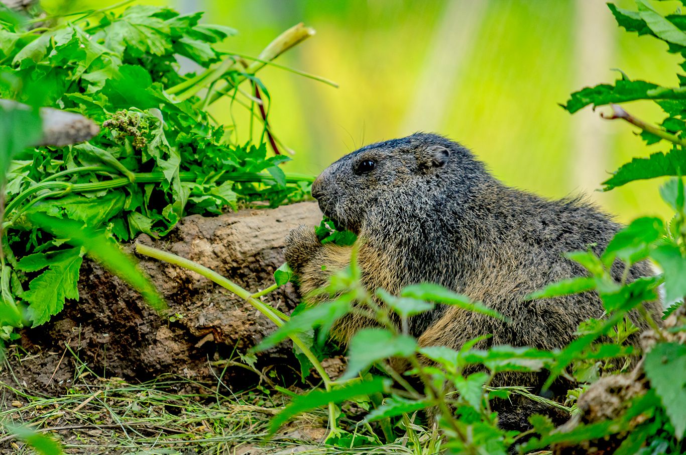 Groundhog kind of day