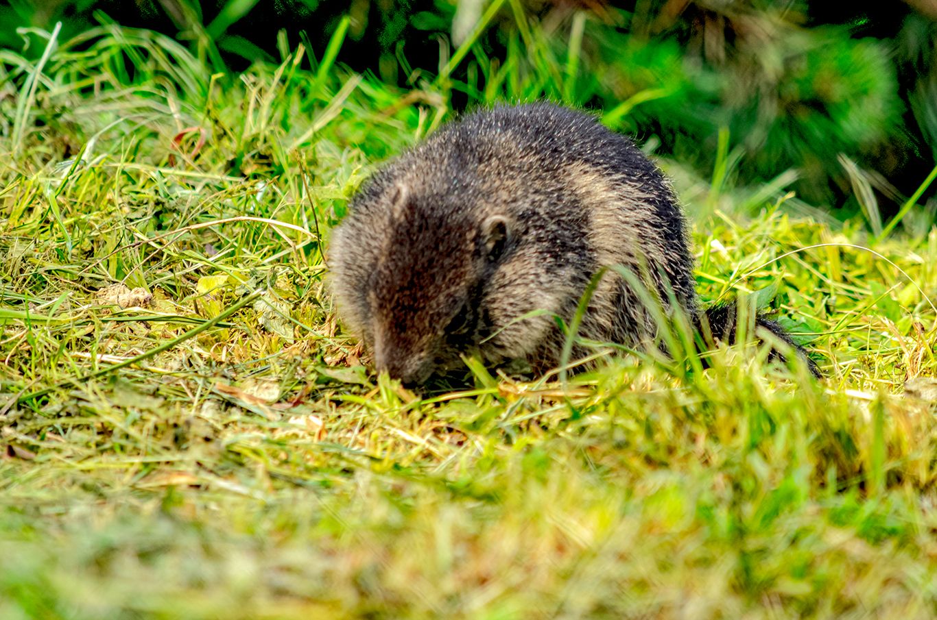 Groundhog kind of day