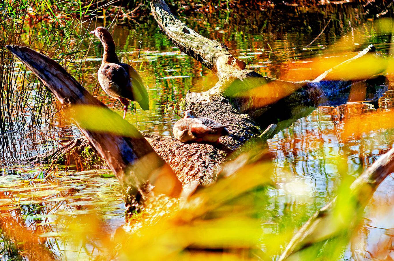 Enten am alten Rhein