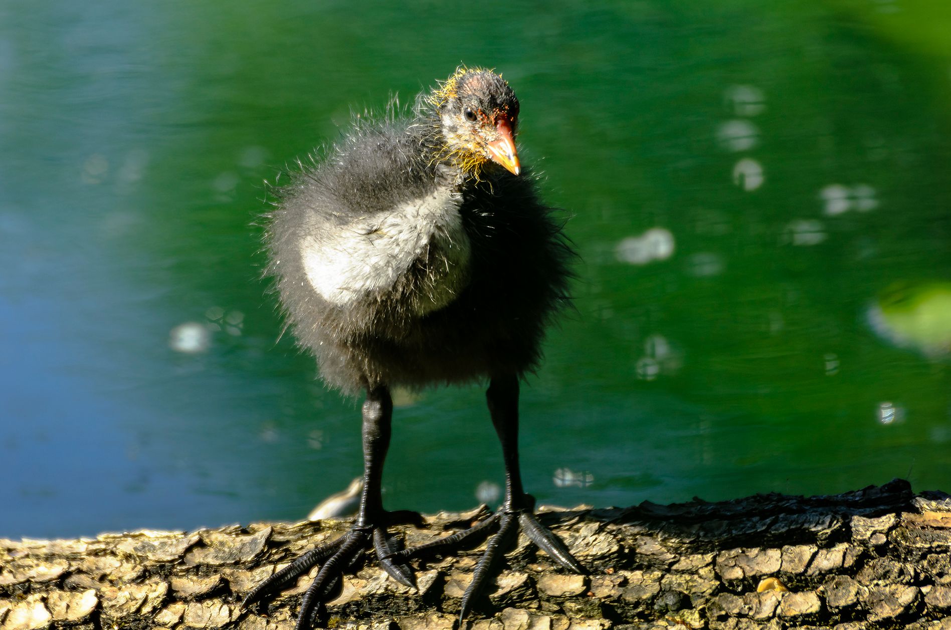 Was für ein kleines Kraftpaket! 🐣