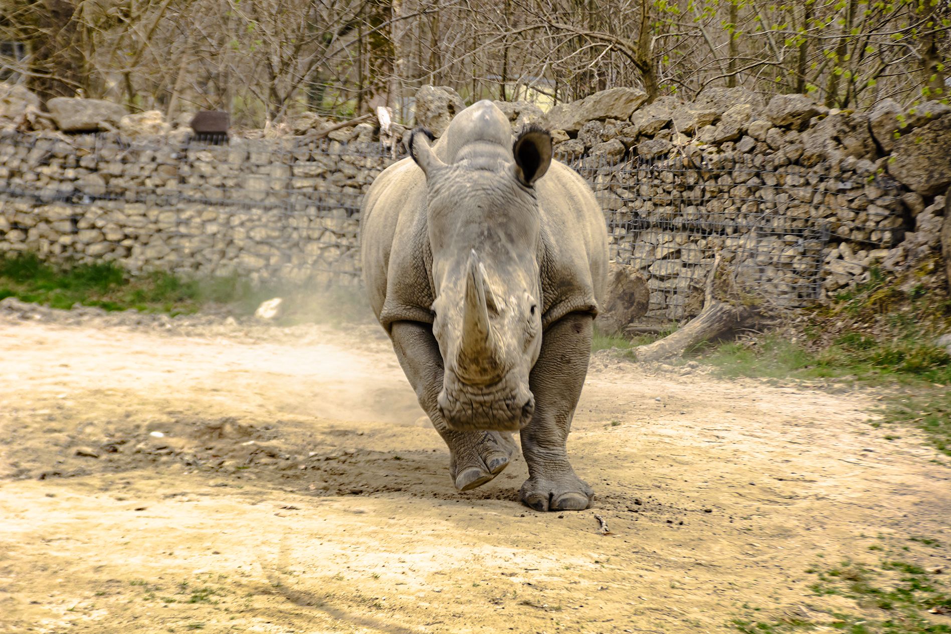 Nashorn